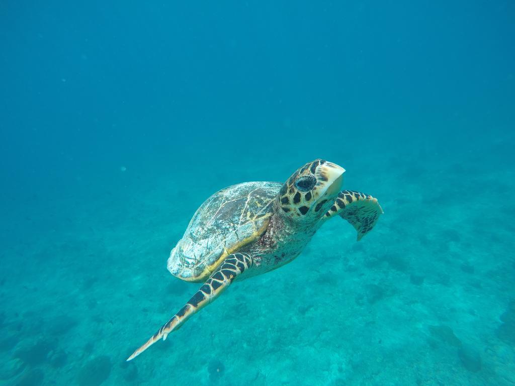 Maldives Seashine Hotel Huraa Kültér fotó