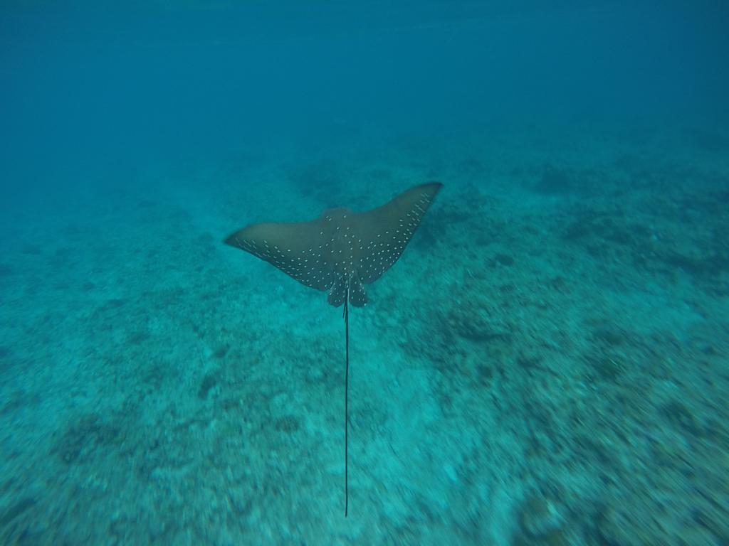 Maldives Seashine Hotel Huraa Kültér fotó